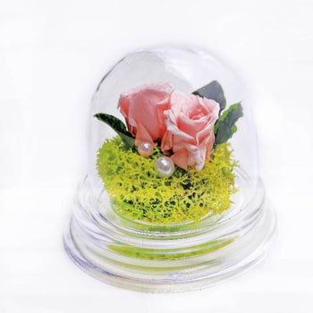 Mini Clear Dome